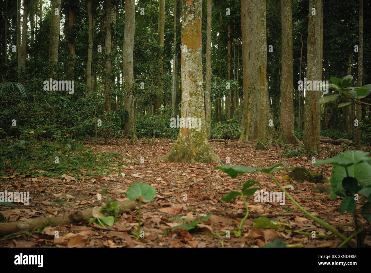 Le foglie secche cadute e l'antico albero nella foresta tropicale Foto Stock