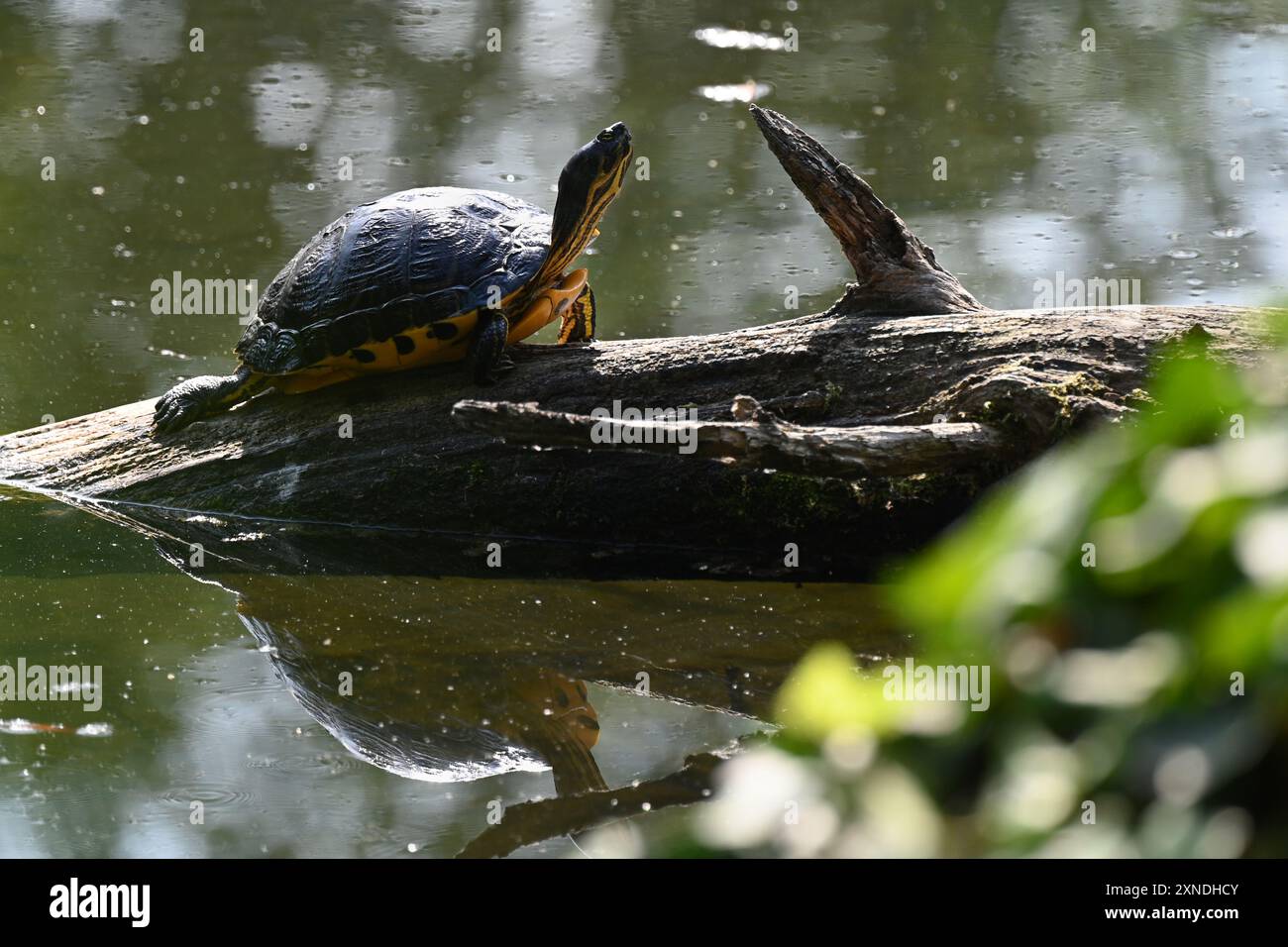 Tartaruga selvaggia della florida con panciotto giallo crogiolata alla luce del sole su un tronco del fiume Klátovské Rameno in Slovacchia Foto Stock