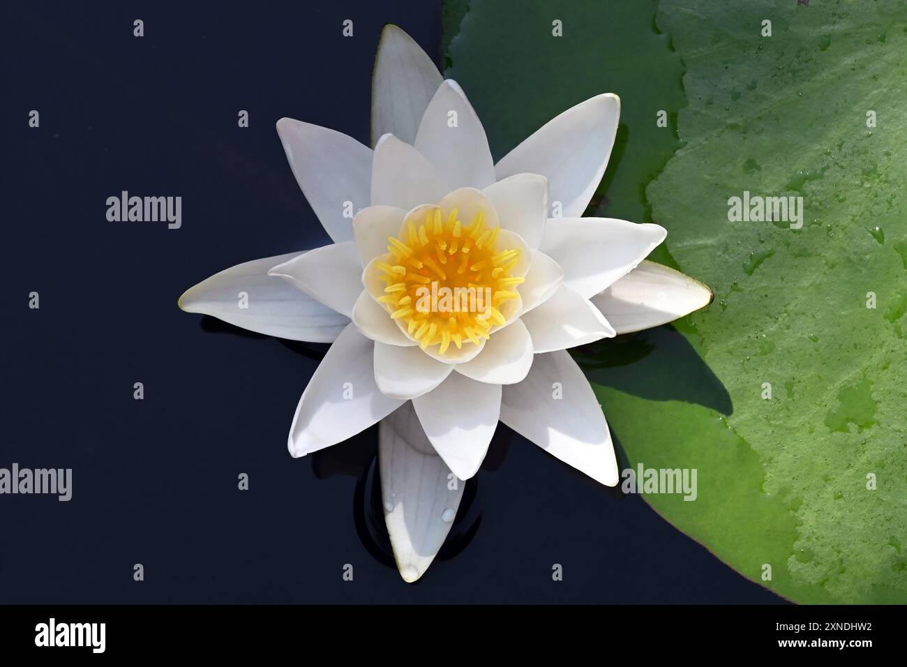 Fiore di loto bianco (giglio d'acqua) in piena fioritura, che galleggia pacificamente sull'acqua scura, preso direttamente dall'alto, sul fiume Klátovské Rameno in Slovacchia Foto Stock