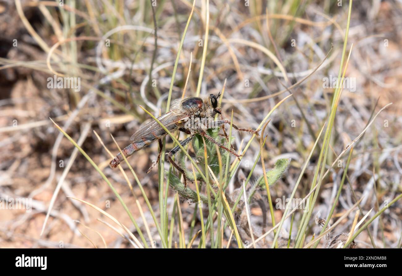 Una mosca rapinatrice di Scleropogon picticornis sta attivamente cacciando nelle praterie del Colorado Foto Stock