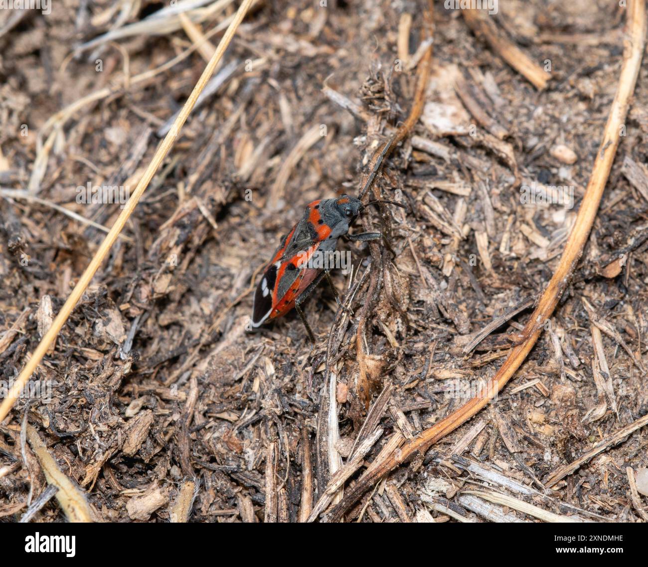 Un piccolo insetto di alghe latteche; Lygaeus kalmii; sul terreno in mezzo alla vegetazione secca del Colorado. Foto Stock