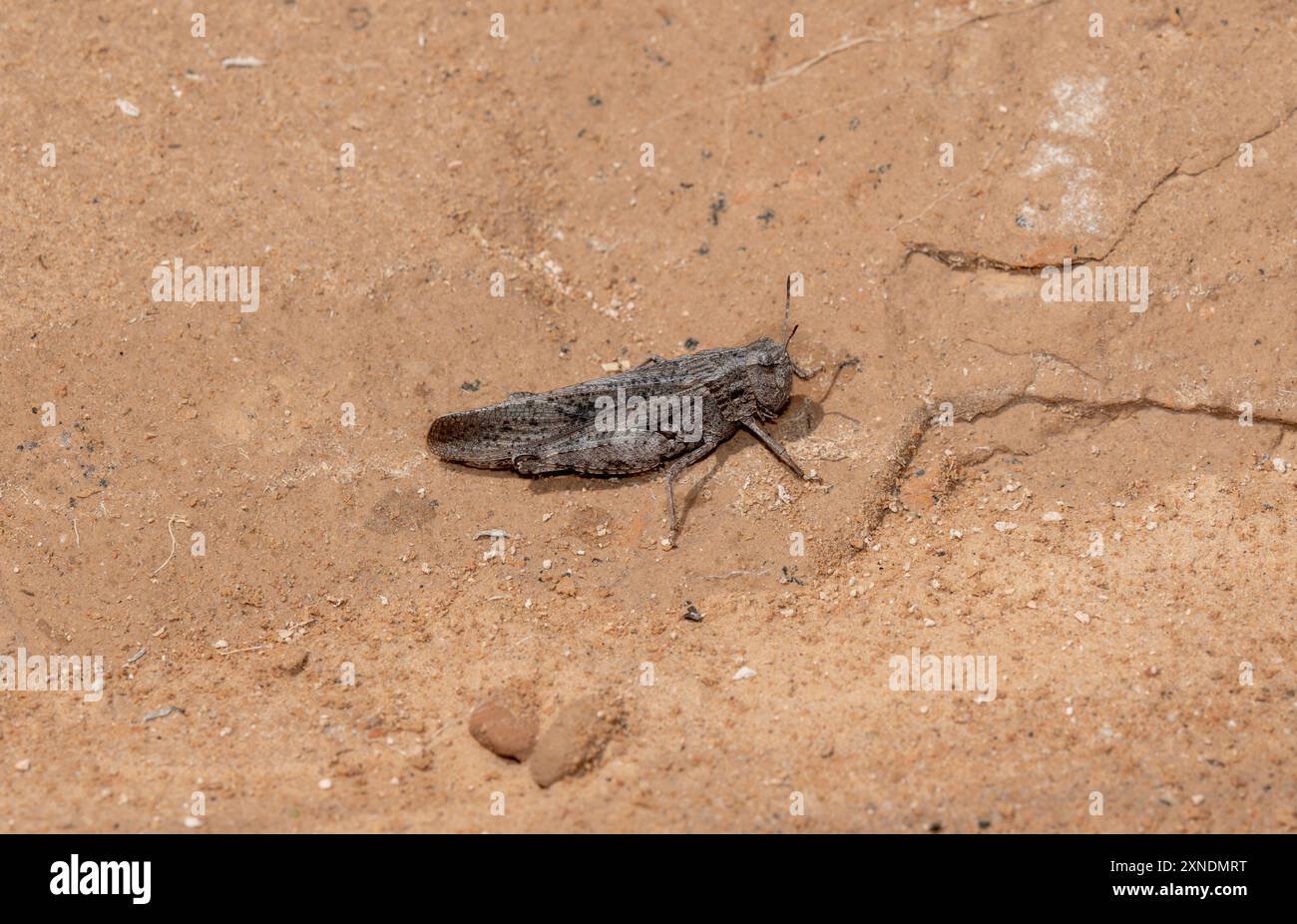 Una cavalletta alata di rangeland arroccata Arphia conspersa arroccata su un terreno sabbioso e secco del Colorado. Foto Stock