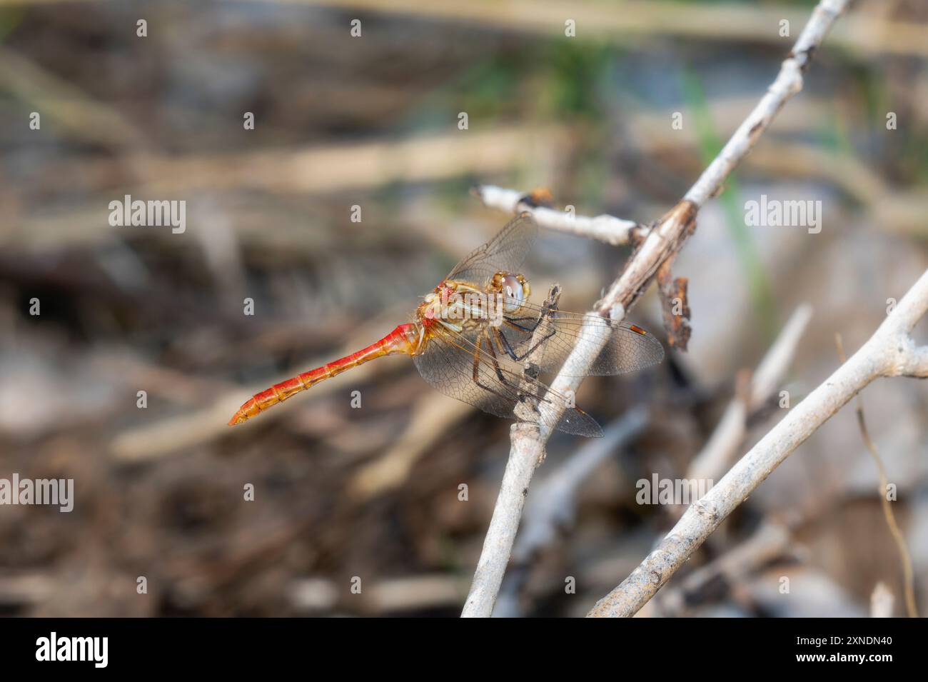 Un vivace meadowhawk Sympetrum pallipes dragonfly si trova graziosamente su una collezione di ramoscelli in un ambiente naturale. Foto Stock