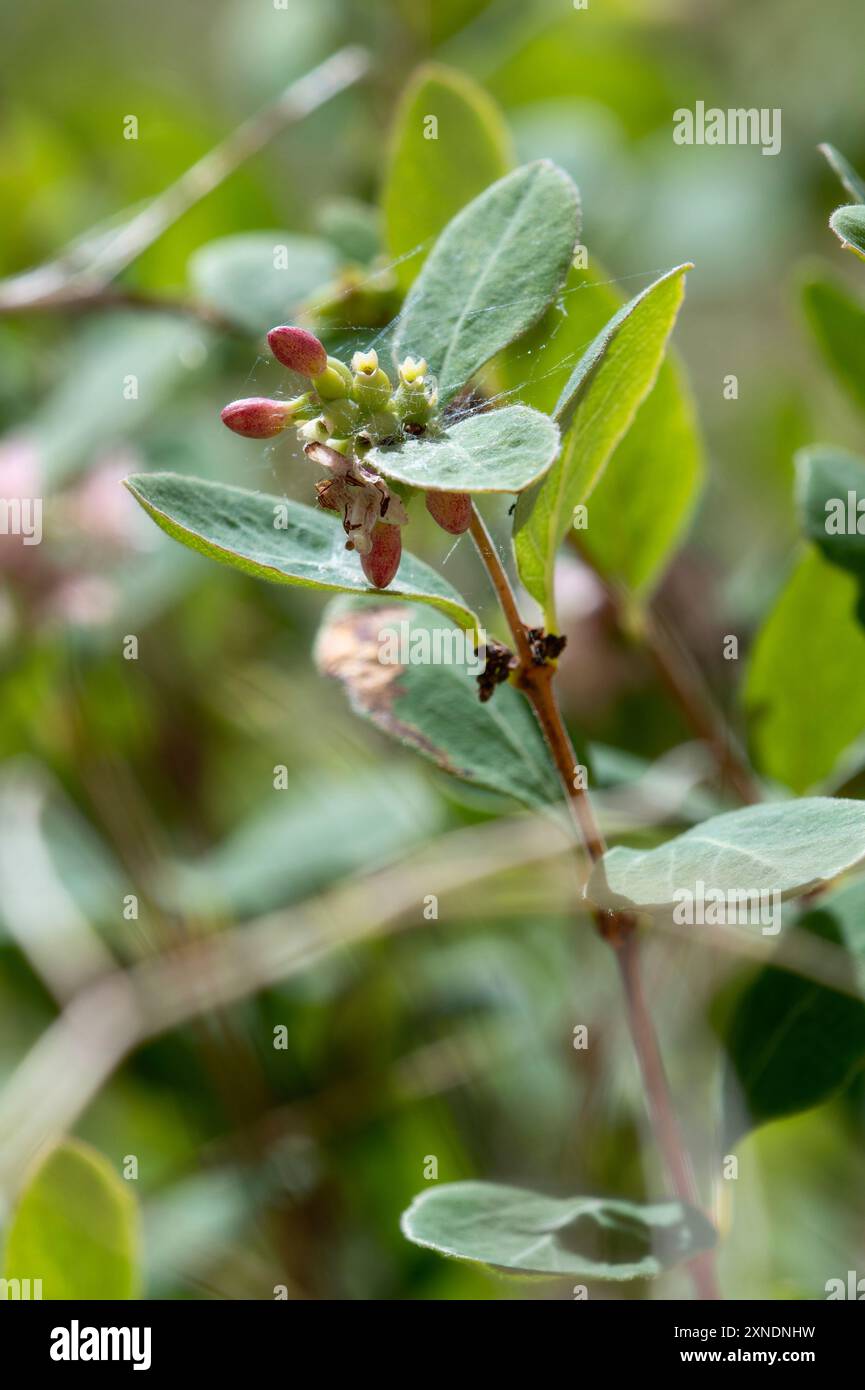 Un gruppo di piante occidentali di Snowberry Symphoricarpos occidentalis in un paesaggio del Colorado. Foto Stock