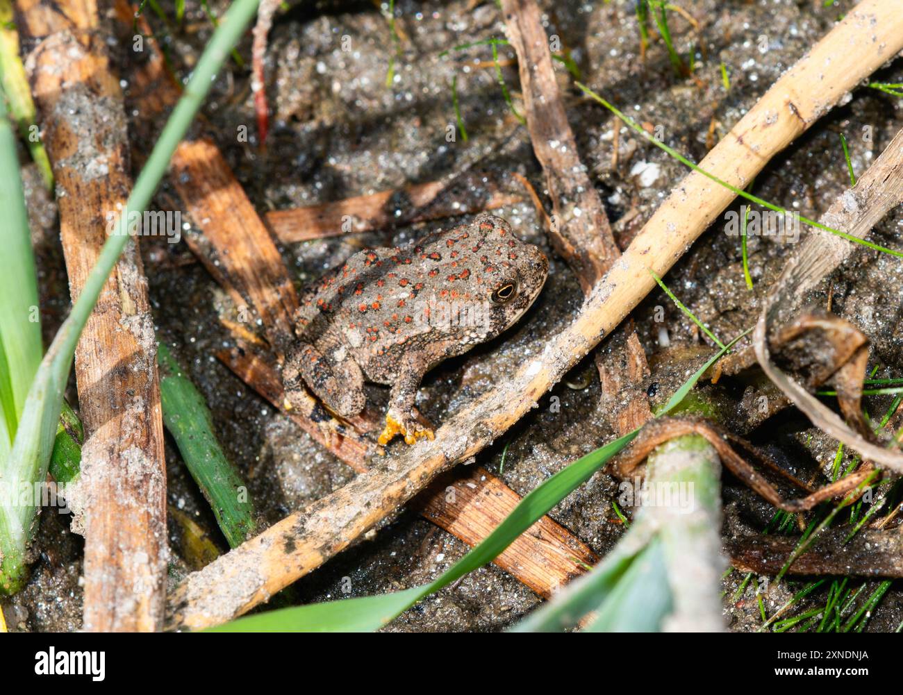 Nelle zone umide del Colorado, il bosco di Anaxyrus Toad di un Woodhouse si fonde con l'ambiente naturale circostante. Foto Stock