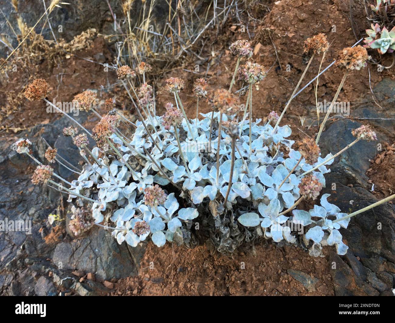 Grano saraceno (Eriogonum latifolium) Plantae Foto Stock