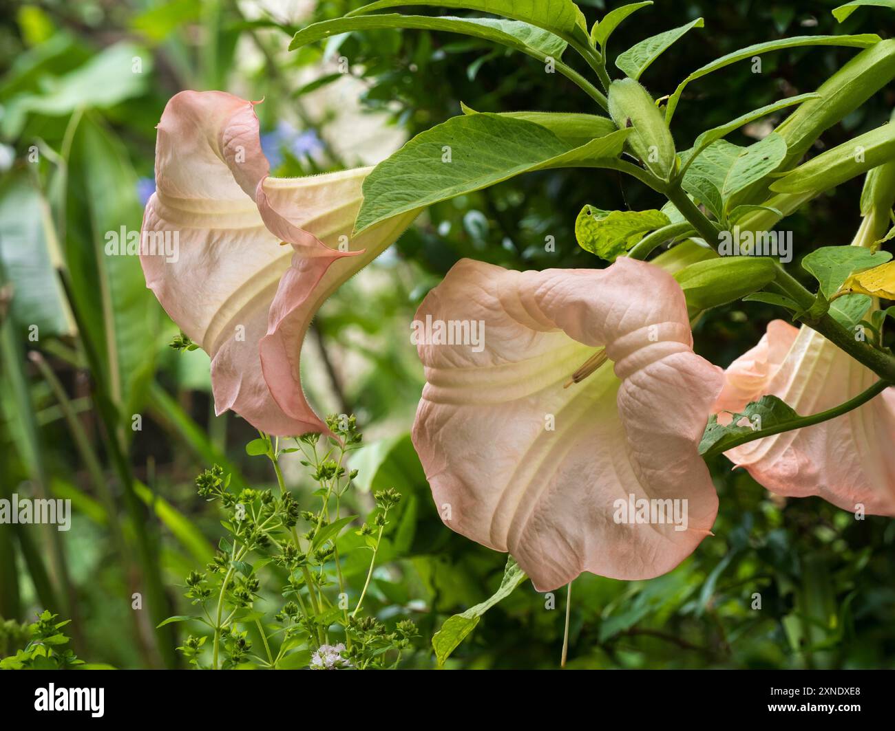 Grandi fiori rosa singoli fioriti di un tenero arbusto di Brugmansia (ex Hill House Nursery) in un giardino del Regno Unito Foto Stock