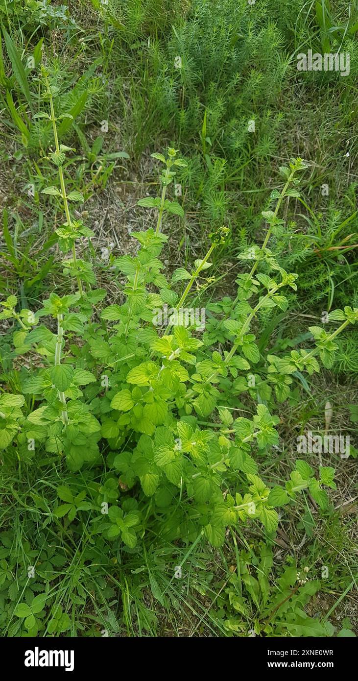 Calamint minore (Clinopodium nepeta) Plantae Foto Stock