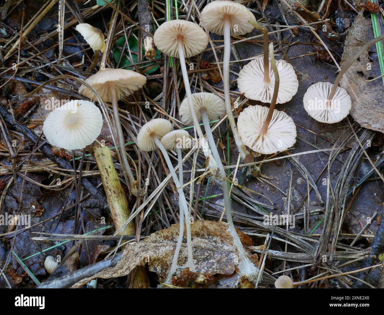 Funghi rosa sul cofano (Mycena rosella) Foto Stock