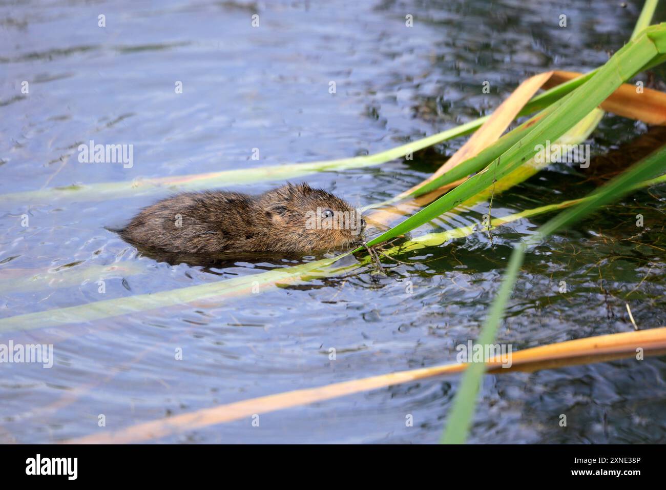 Water Vole Arvicola Amphibius, Cosmeston Lakes and Country Park, Penarth, vale of Glamorgan, Galles del Sud, Regno Unito. Foto Stock