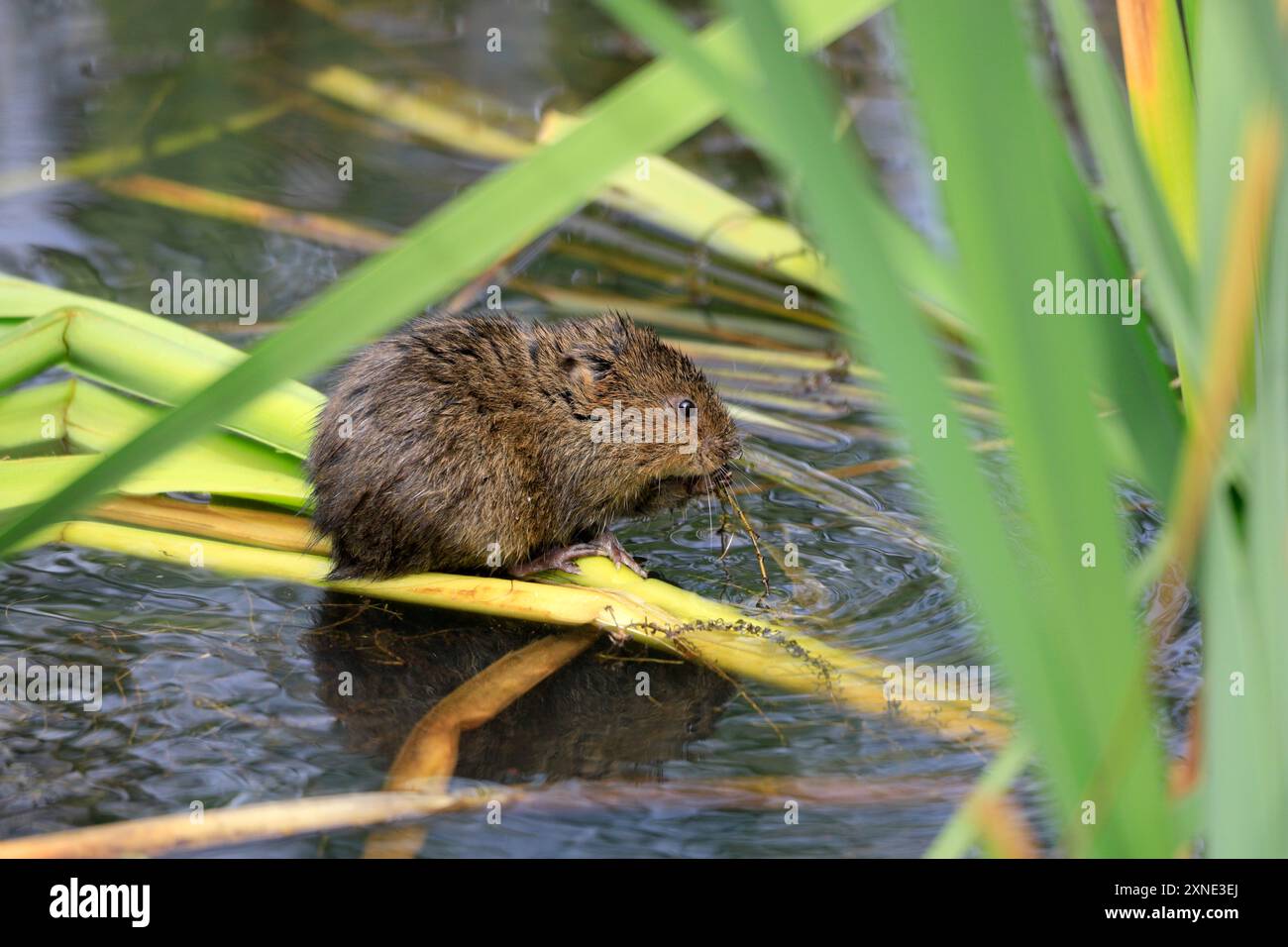 Water Vole Arvicola Amphibius, Cosmeston Lakes and Country Park, Penarth, vale of Glamorgan, Galles del Sud, Regno Unito. Foto Stock