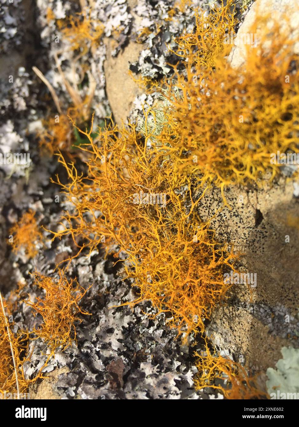 Funghi Golden Hair-lichen (Teloschistes flavicans) Foto Stock