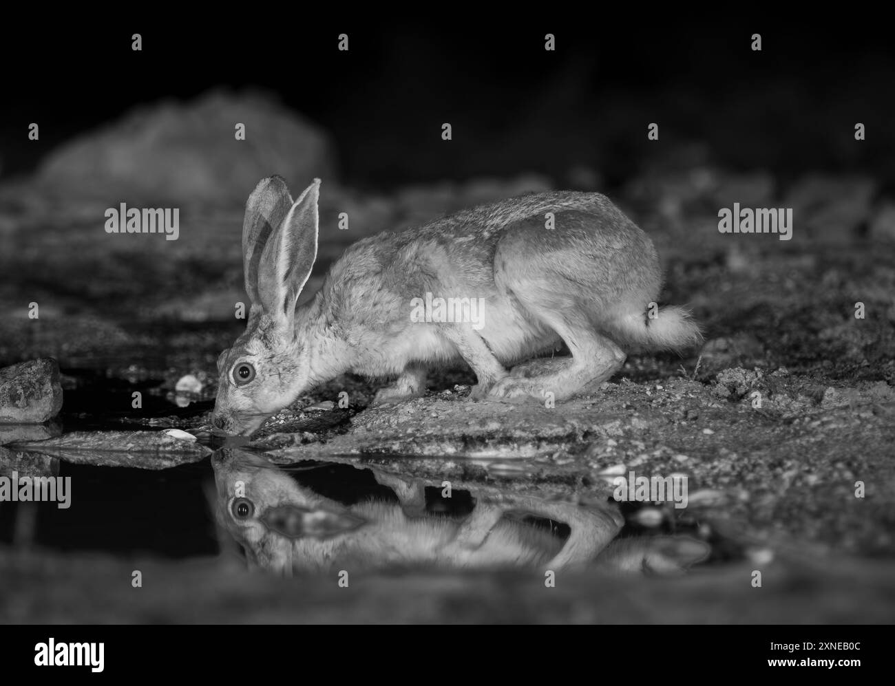 Cape Hare sorseggiando una sorgente nel deserto di notte. Foto Stock