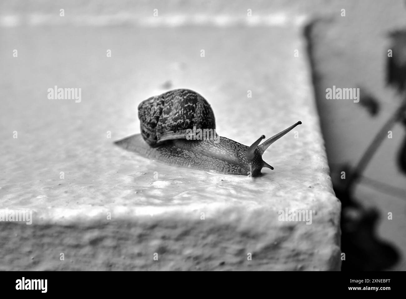 Una lumaca rossa con un guscio che strizza su un muro di cemento dopo la pioggia in Grecia, Grecia, monocromatica Foto Stock