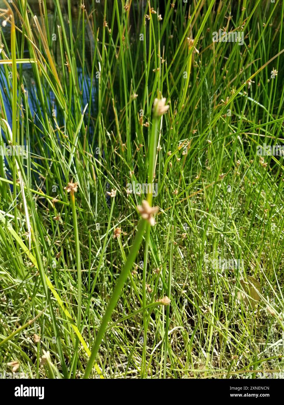 American Three-Square bulrush (Schoenoplectus americanus) Plantae Foto Stock