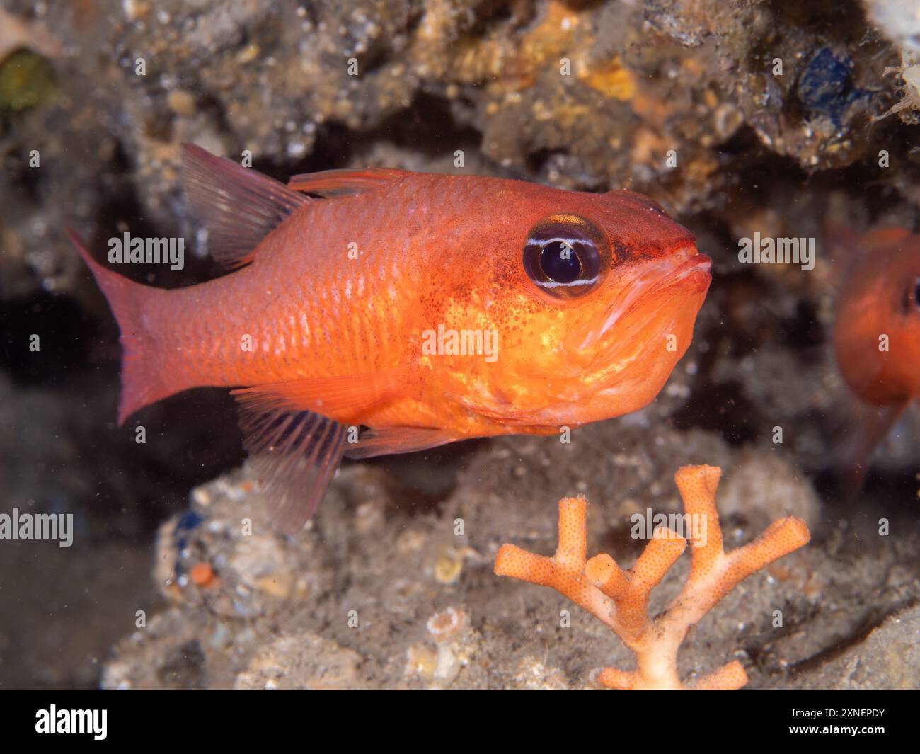 Il cardinalfish maschio (apogon imberbis) incuba la sua progenie all'interno della bocca. Foto Stock
