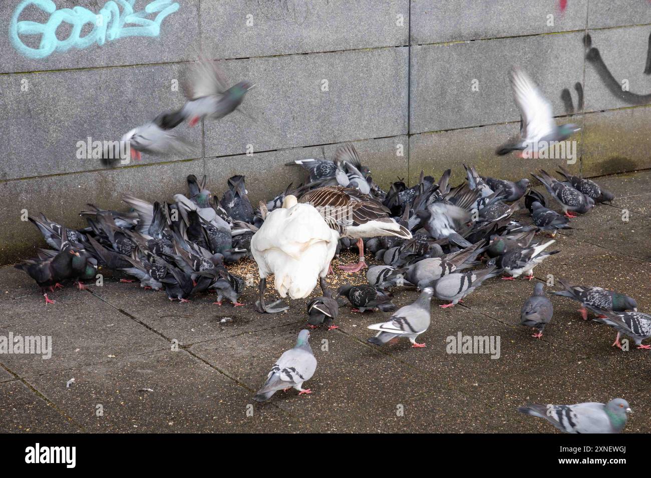 Cigno muta, oca grigia e piccioni comuni che mangiano semi sull'argine di Ballindamm ad Amburgo, Germania Foto Stock