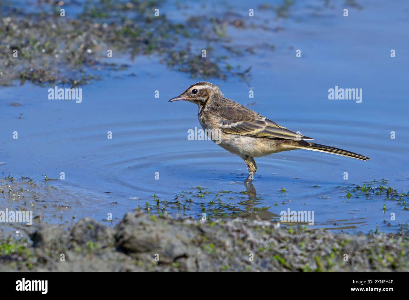 D'estate, la Motacilla flava (wagtail giallo occidentale) si allena giovanile lungo la sponda fangosa dello stagno Foto Stock