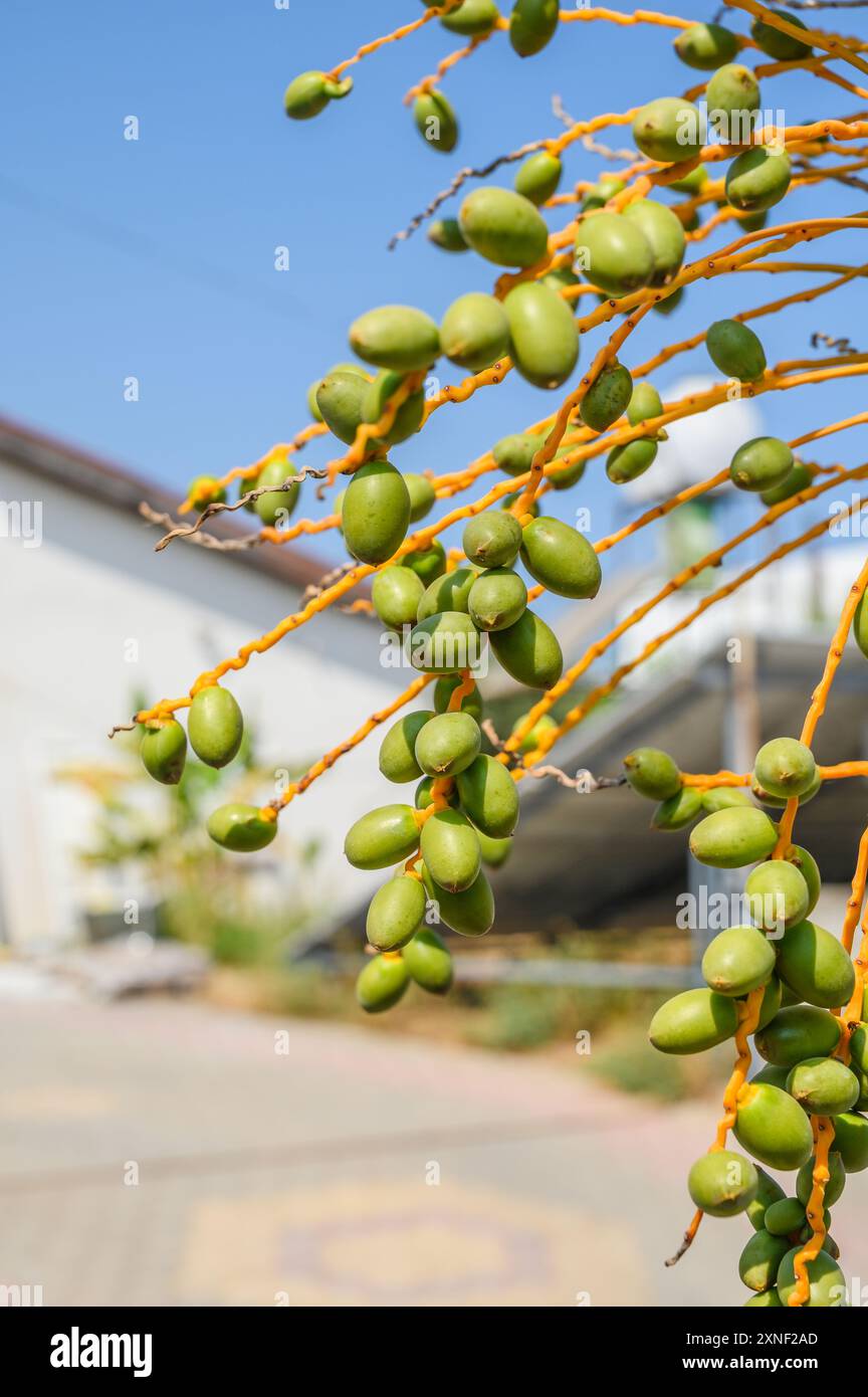 Frutti di arancia della palma Phoenix canariensis Foto Stock