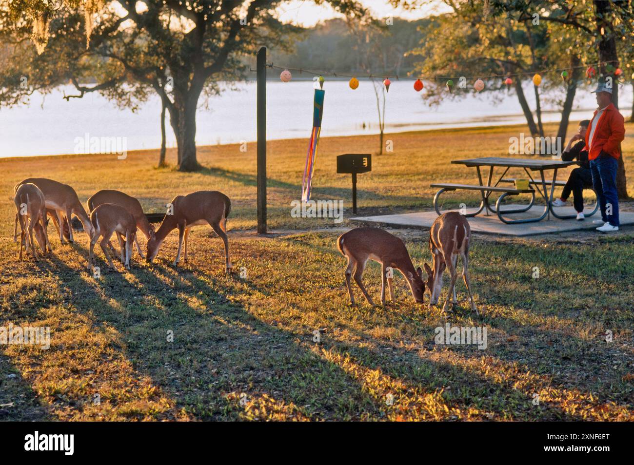 Branco di cervi a coda bianca che pascolano, visitatori, campeggio presso Calliham Unit of Choke Canyon State Park, tramonto alla fine dell'autunno, regione del Texas meridionale, Texas, Stati Uniti Foto Stock