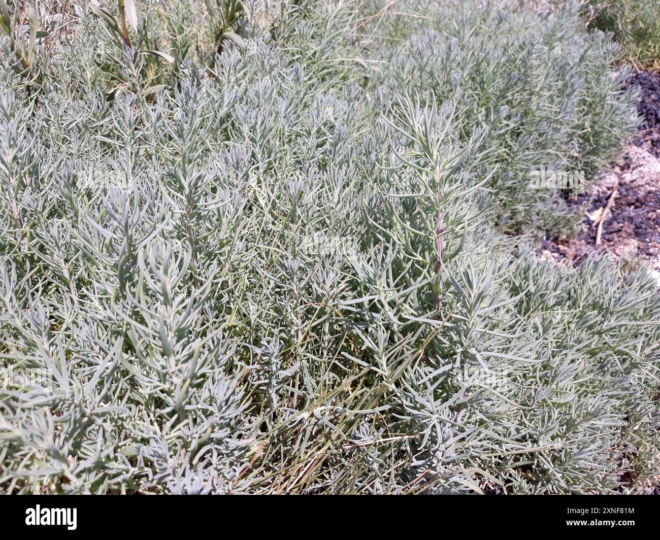 Alghe erbacee (Suaeda maritima) Plantae Foto Stock