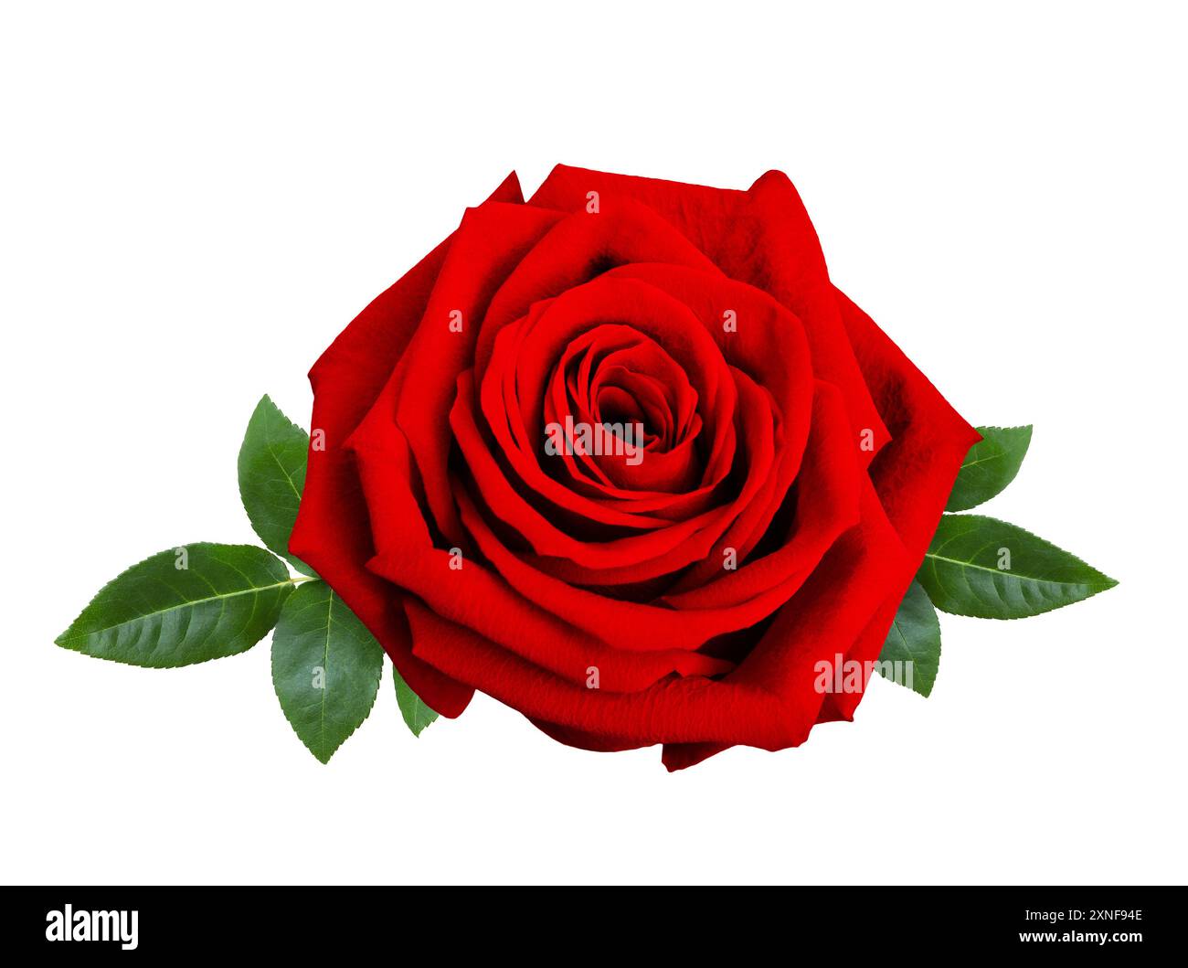 Bellissimo fiore di rosa rosso con foglie verdi isolate su sfondo bianco, primo piano. Ritocco dettagliato. Foto Stock
