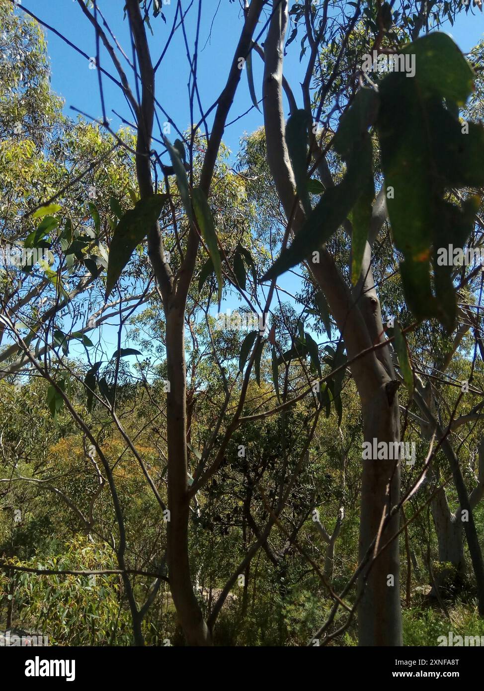 Scribbly Gum (Eucalyptus racemosa) Plantae Foto Stock