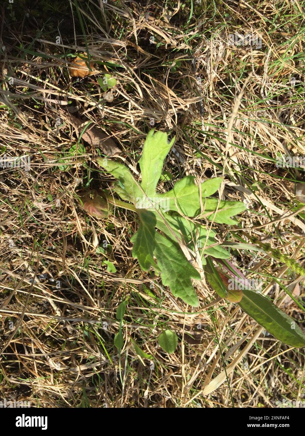 Butterbur artico (Petasites frigidus) Plantae Foto Stock