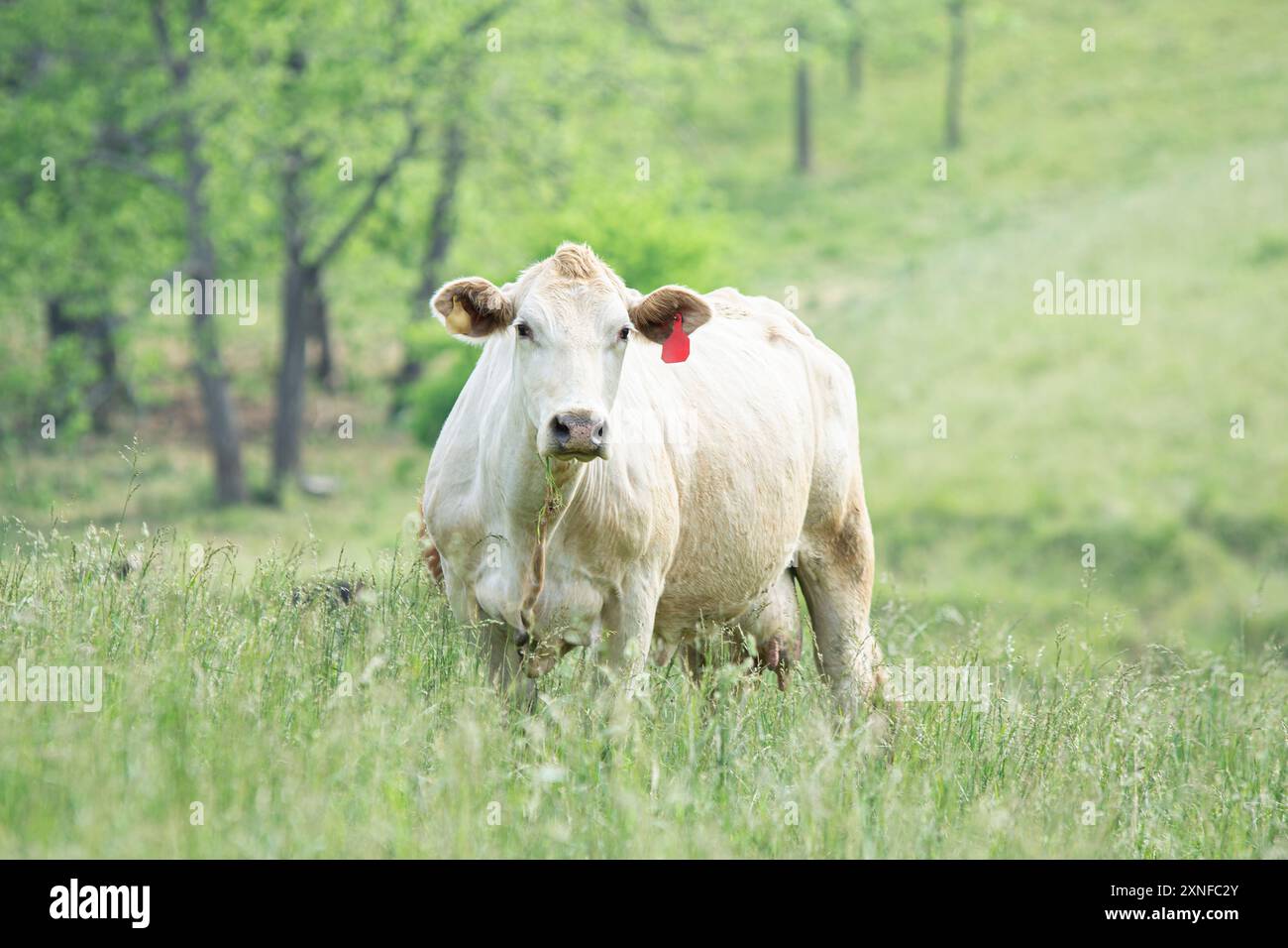 Mucca di manzo White Charlais in un pascolo primaverile nel Kentucky orientale con spazio negativo per la copia. Foto Stock