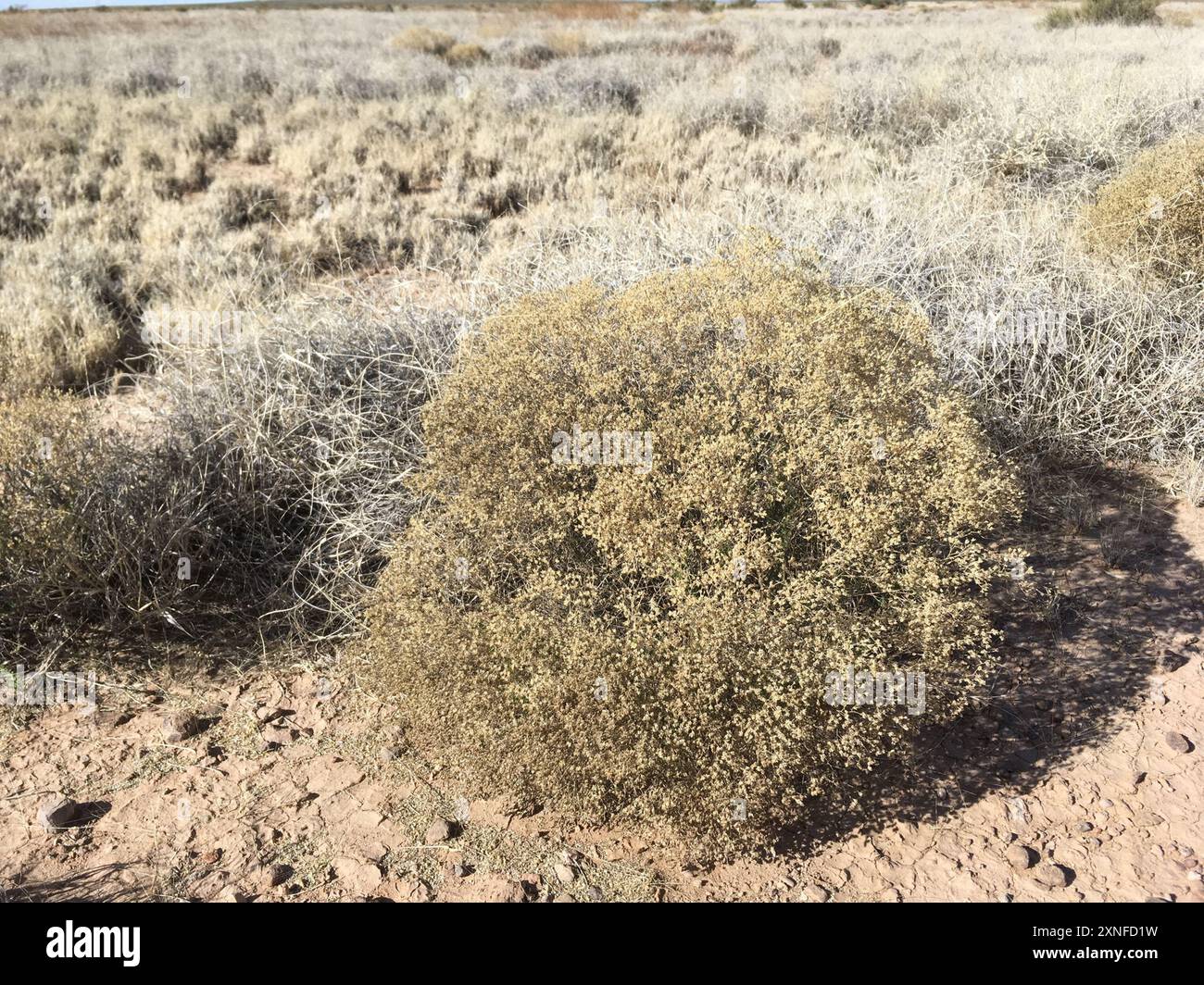 Scopa serpente (Gutierrezia sarothrae) Plantae Foto Stock