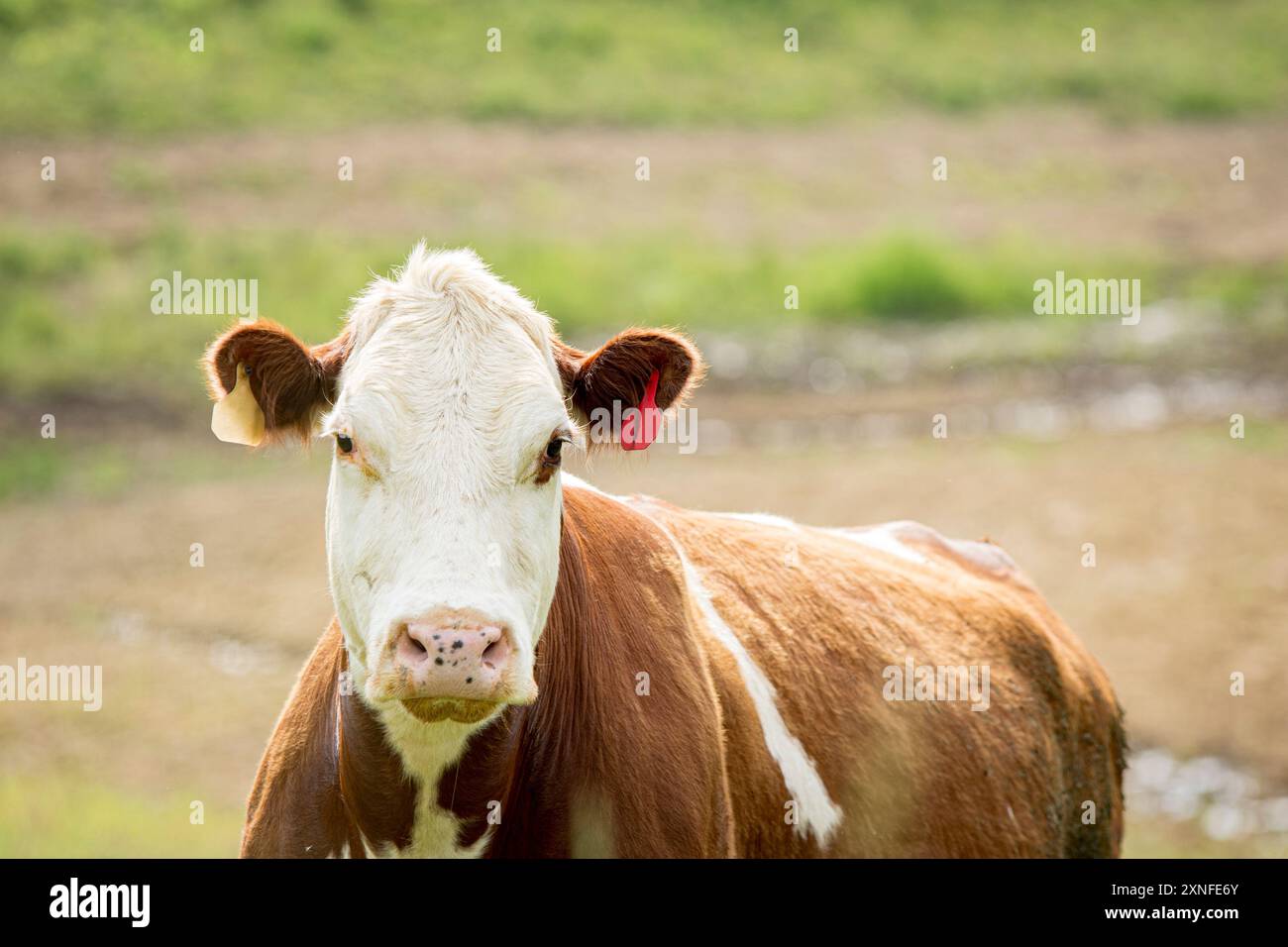 Mucca di manzo incrociata Simmental con sfondo bokeh e spazio di copia sopra. Foto Stock