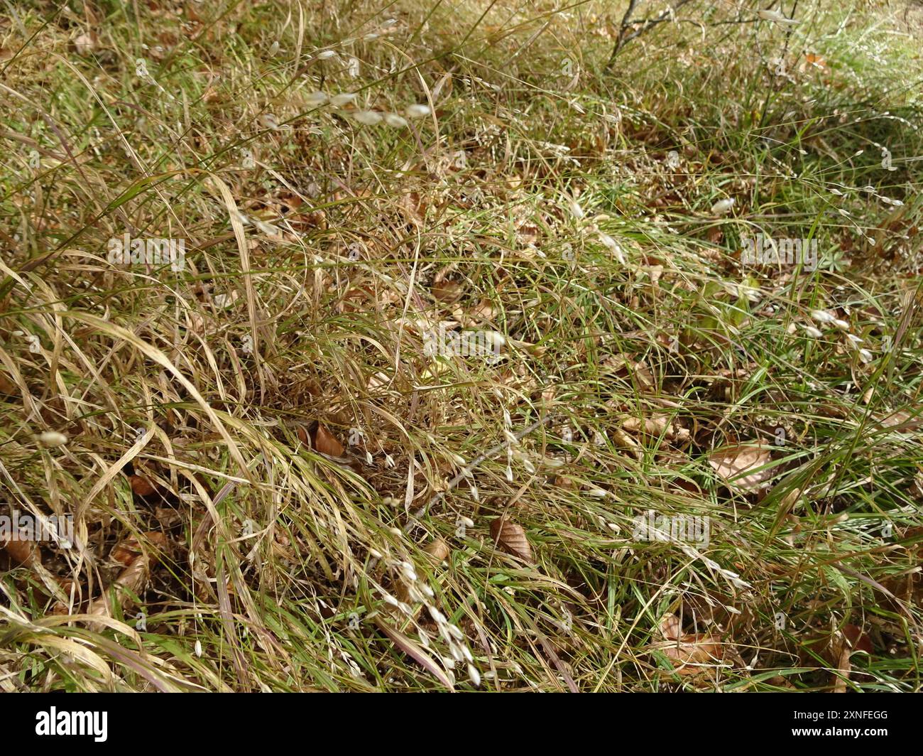 Wood Melick (Melica uniflora) Plantae Foto Stock