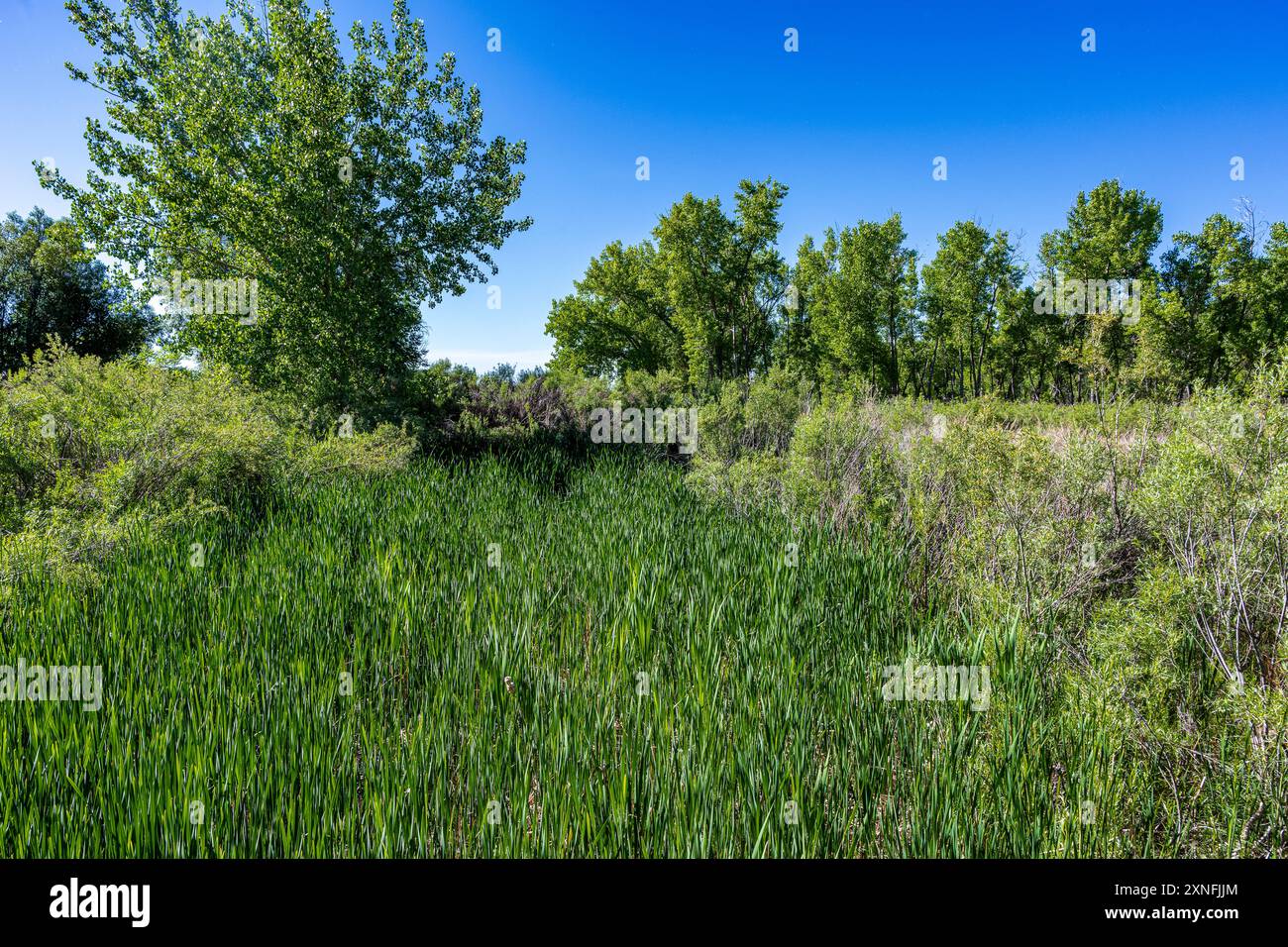 Cherry Creek e Cherry Creek Reservoir in Colorado Foto Stock