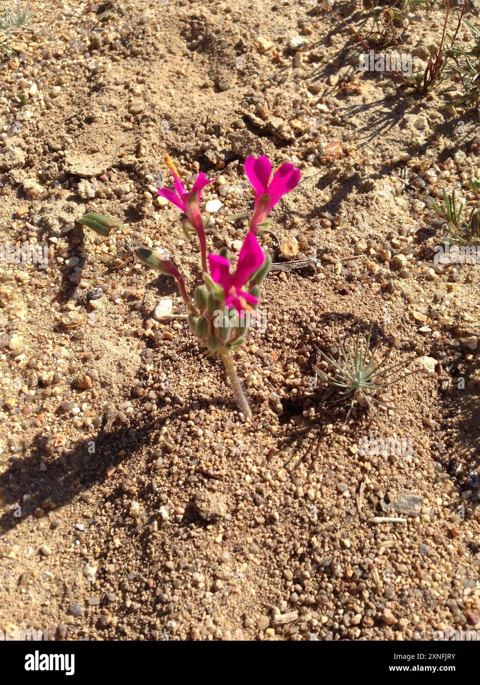 Neitjie Storksbill (Pelargonium incrassatum) Plantae Foto Stock