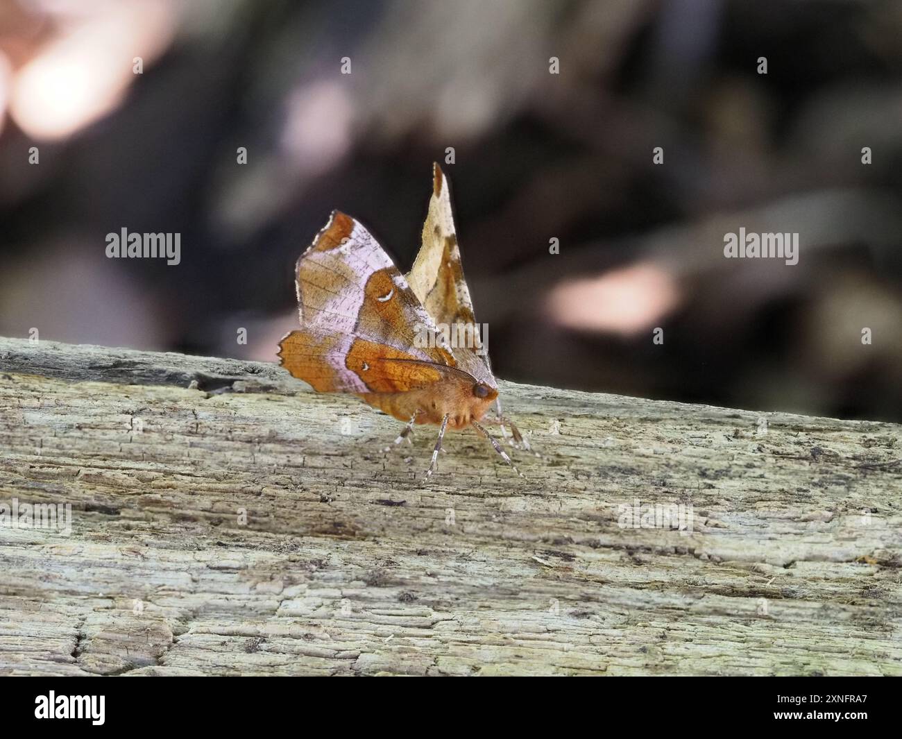 Una falena di spina viola, Selenia tetralunaria, arroccata su un tronco. Foto Stock
