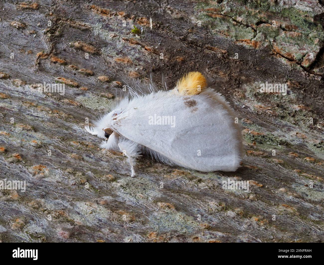 Sphrageidus similis, falena dalla coda gialla, falena dalla coda d'oro o falena del cigno. Foto Stock