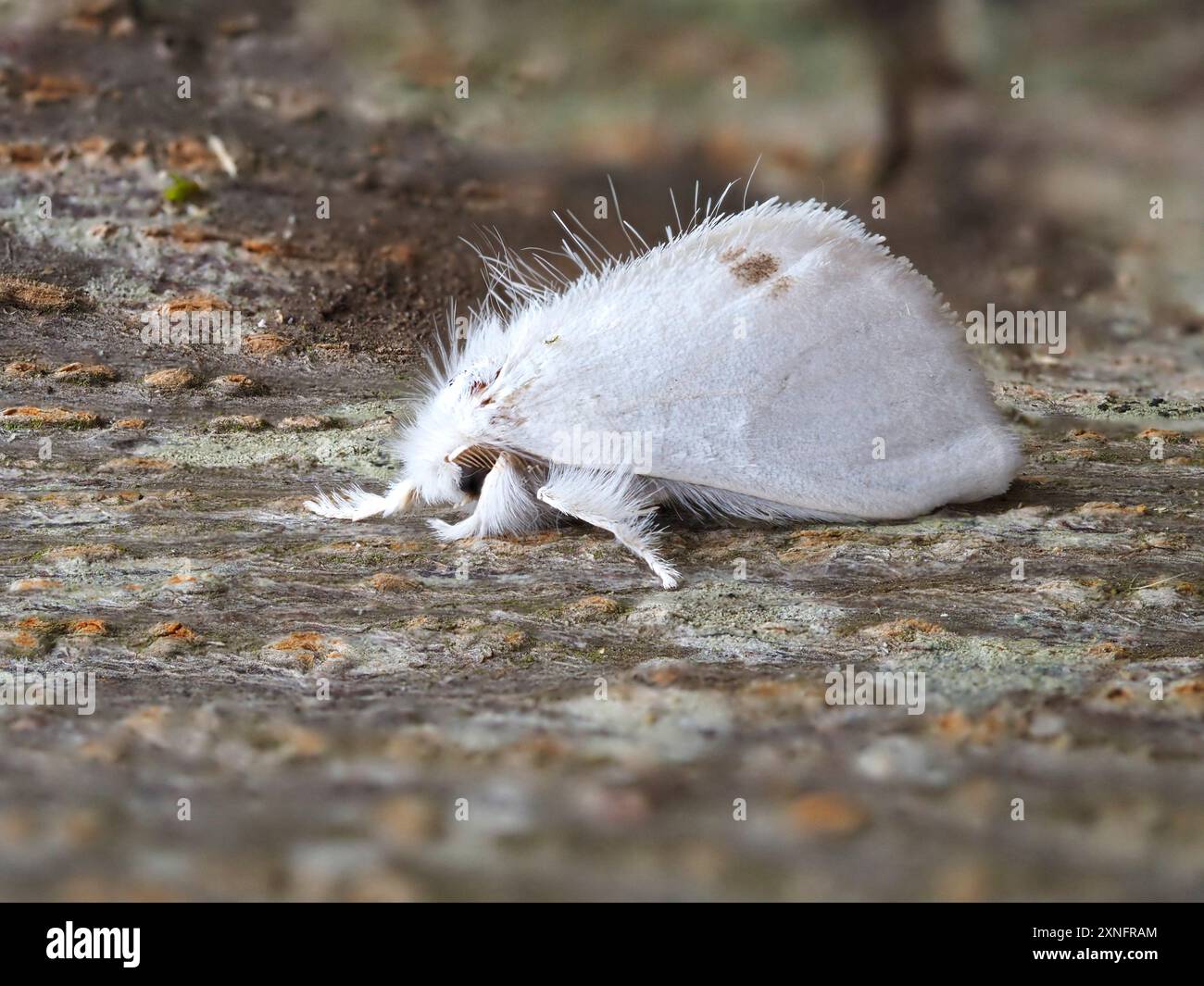 Sphrageidus similis, falena dalla coda gialla, falena dalla coda d'oro o falena del cigno. Foto Stock