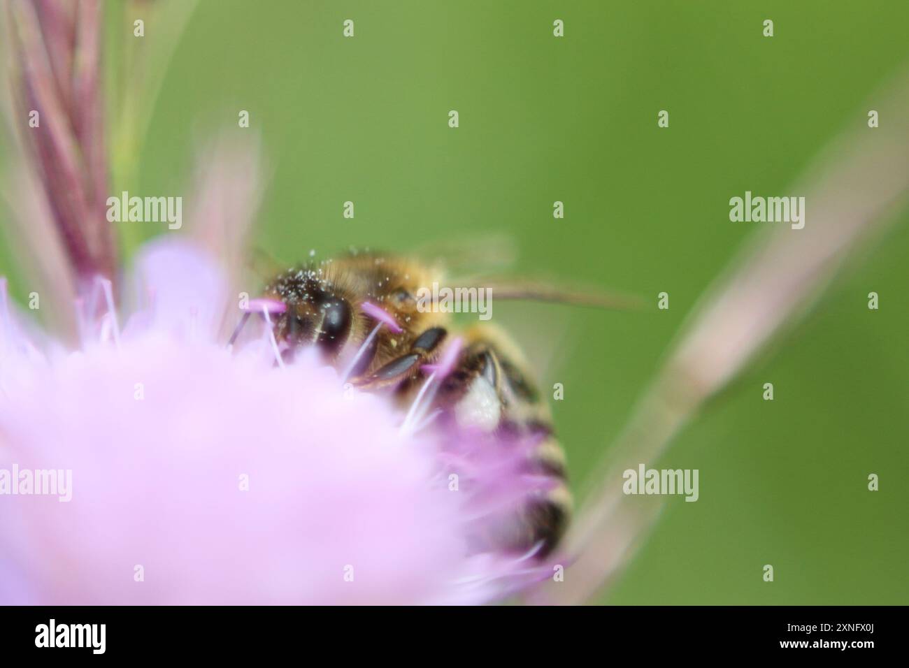 Una foto macro da sogno di un'ape ricoperta di polline, che mette in risalto i dettagli intricati e i colori vivaci. L'immagine cattura l'essenza della natura e della natura Foto Stock