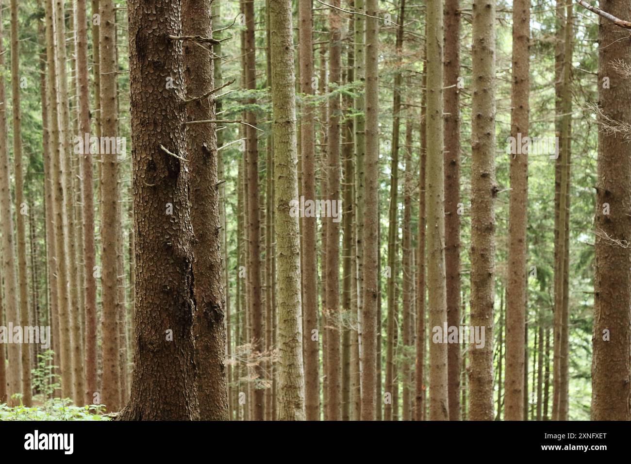 Alti tronchi di alberi verticali si innalzano maestosamente in una foresta bavarese, creando una scena naturale serena e accattivante. L'immagine evidenzia la bellezza di un Foto Stock