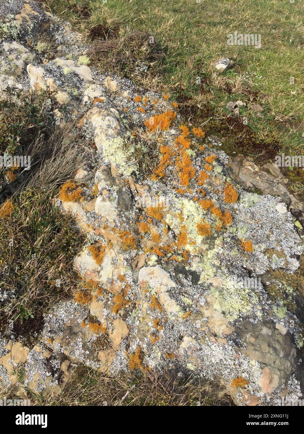 Funghi Golden Hair-lichen (Teloschistes flavicans) Foto Stock