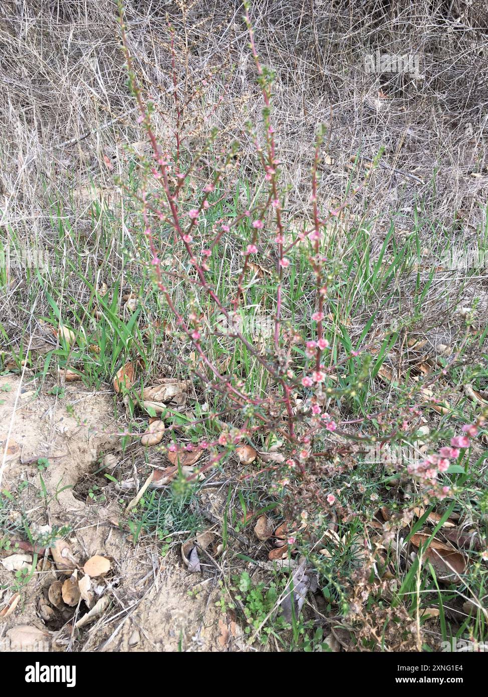 Cardo Russo meridionale (Salsola australis) Plantae Foto Stock