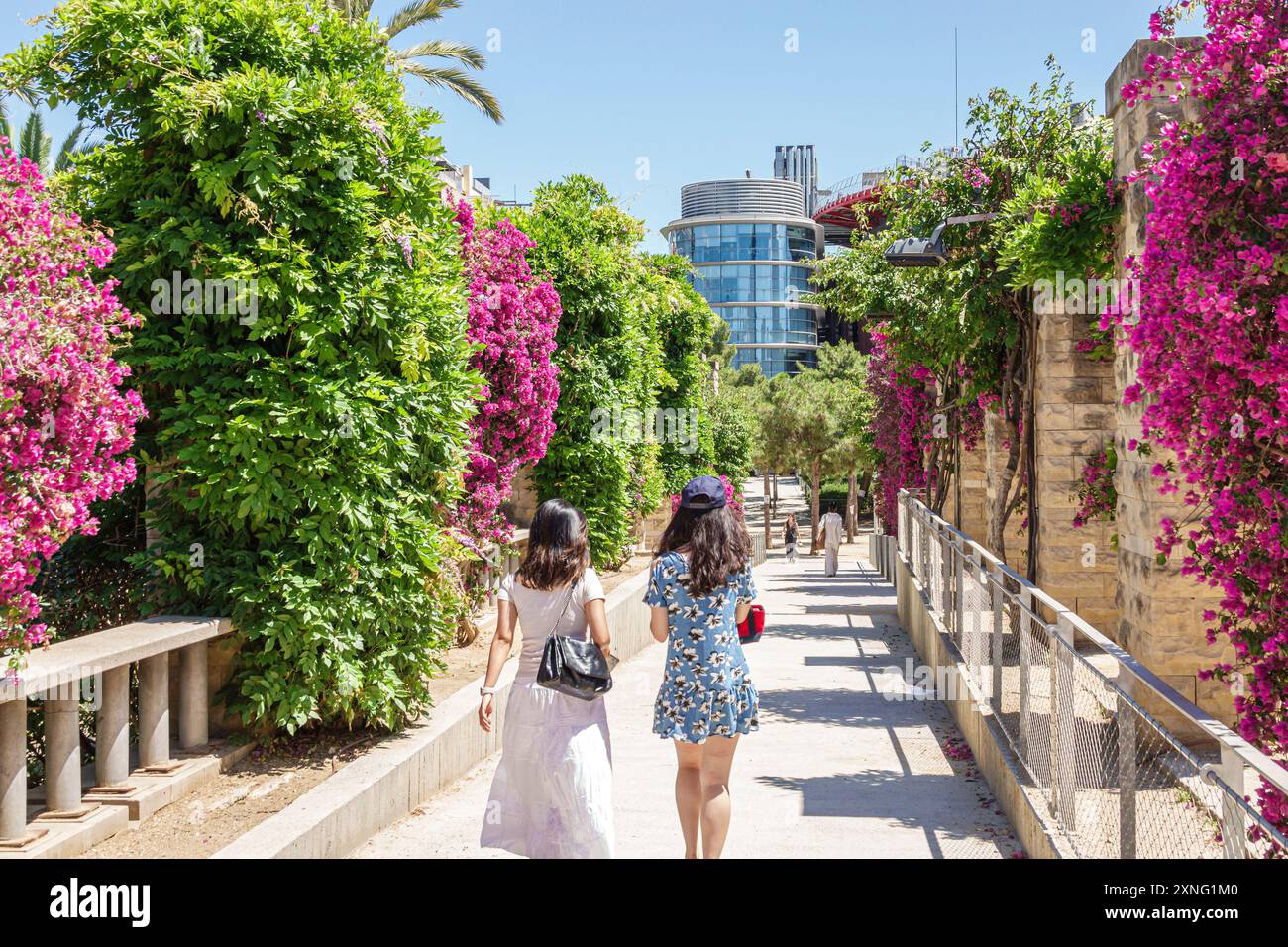 Barcellona Spagna, Catalogna Catalunya, Carrer d'AragÃ³ l'Eixample, Parco Parc de Joan Miro, percorso passerella bougainvillea, fioritura magenta di viti d'arrampicata bushe Foto Stock