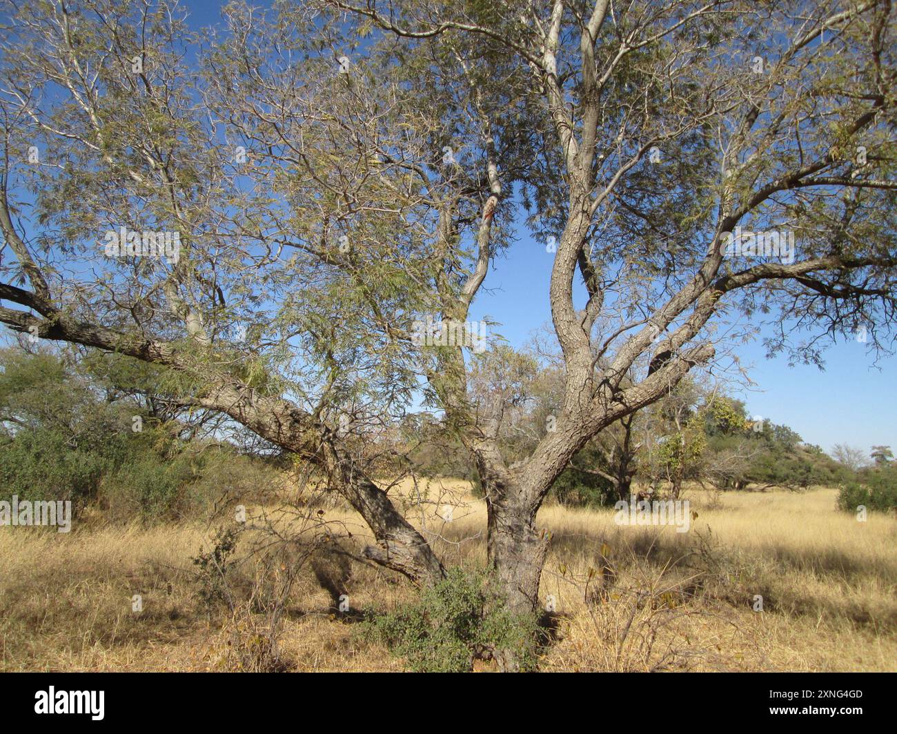 Piangere (Peltophorum africanum) Plantae Foto Stock