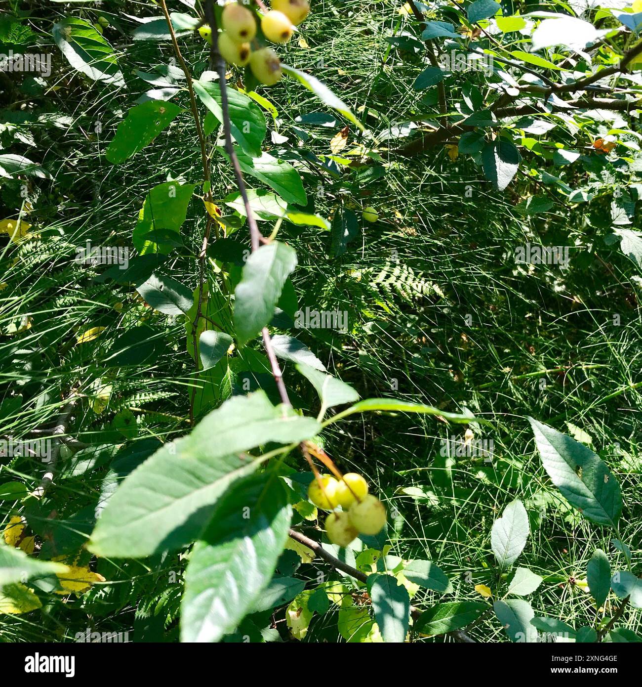 Pianta di mele di granchio del Pacifico (Malus fusca) Foto Stock