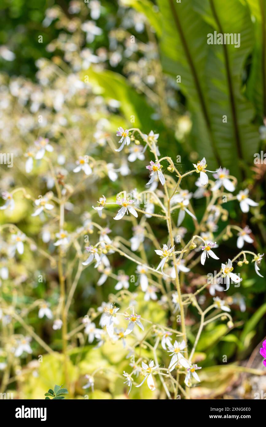 Primo piano del sassifraggio strisciante (saxifraga stolonifera) in fiore Foto Stock