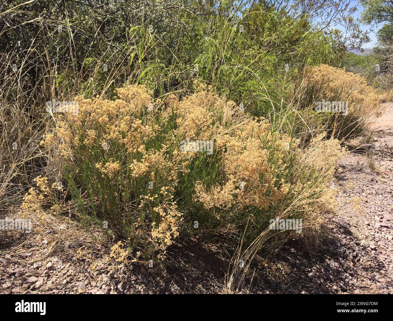 Scopa serpente (Gutierrezia sarothrae) Plantae Foto Stock