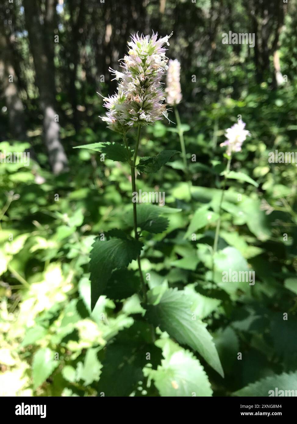 Plantae di issopo gigante delle foglie di ortica (Agastache orticifolia) Foto Stock