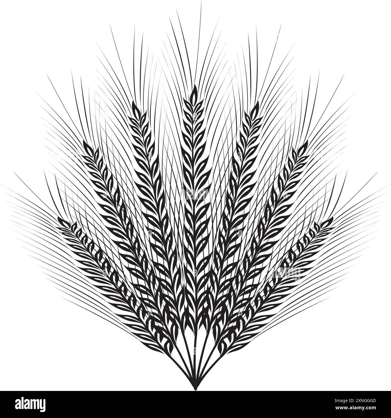 Cereali piante e cereali, orzo di segale e punte di spighe di grano. Concetto di prodotti da forno. Illustrazione del vettore di schizzo disegnato a mano Illustrazione Vettoriale