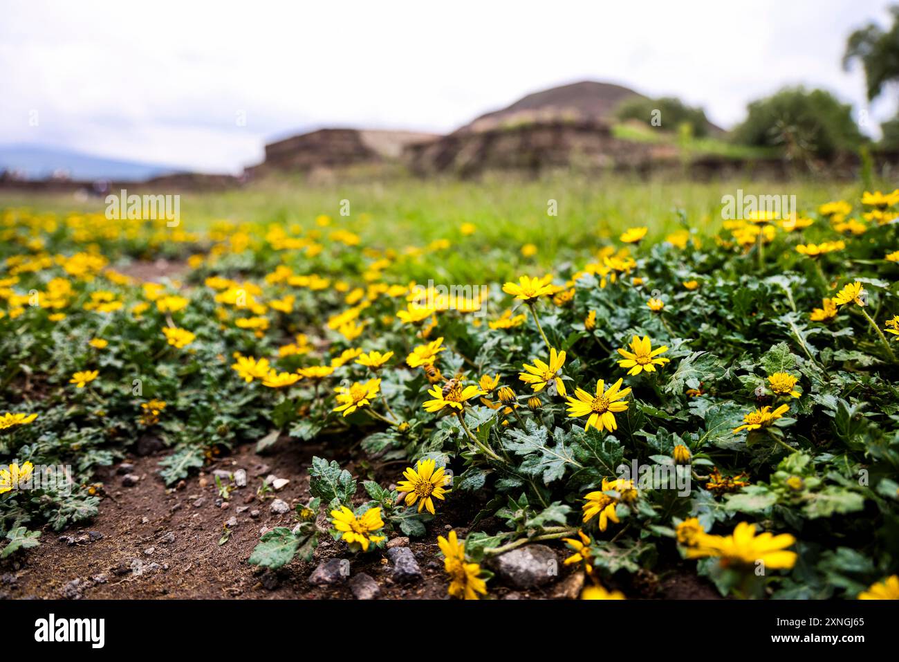 Zona archeologica di Teotihuacan, la città con le piramidi più grandi della Mesoamerica nello stato del Messico. Piramide del Sole a San Juan Teotihuacan Messico e Piramide della Luna a San Martin de las Pirámides Messico, fiori gialli Flores amarillas .. (Foto di Luis Gutierrez/ Norte Photo) zona Arqueológica de Teotihuacán, la ciudad con las Pirámides más grandes de Mesoamérica en Estado de México. Pirámide del Sol en San Juan Teotihuacán Mexico y Pirámide de la Luna en San Martín de las Pirámides Mexico, la Serpiente Emplumada o Quetzalcóatl y Palacio de Quetzalpapálotl. Base pi Foto Stock