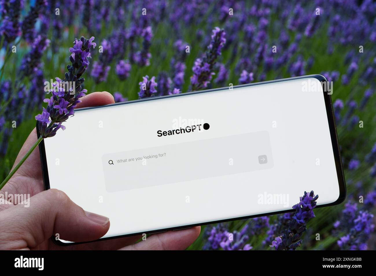 Smartphone con pagina SearchGPT vista tenere in mano e piante di lavanda sullo sfondo. Stafford, Regno Unito, 31 luglio 2024 Foto Stock